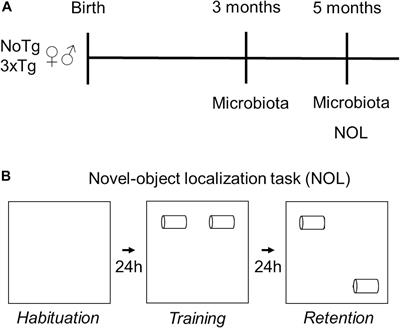 Spatial Memory and Gut Microbiota Alterations Are Already Present in Early Adulthood in a Pre-clinical Transgenic Model of Alzheimer’s Disease